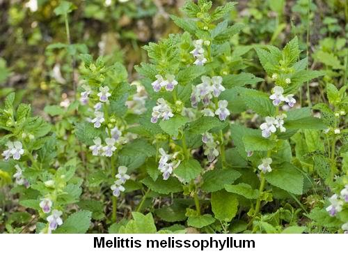 Melittis melissophyllum.jpg
